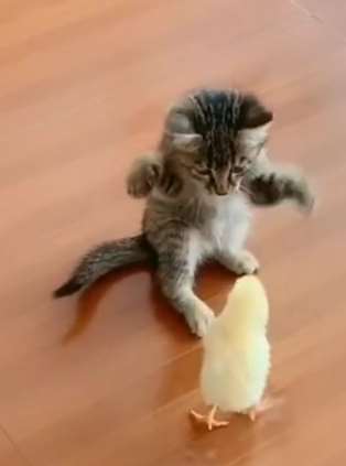 知道什么叫萌萌拳吗？小花猫、小鸡为大家演示一下！