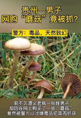 贵州一男子网购"蘑菇"被抓 警方：毒品，天然致幻！