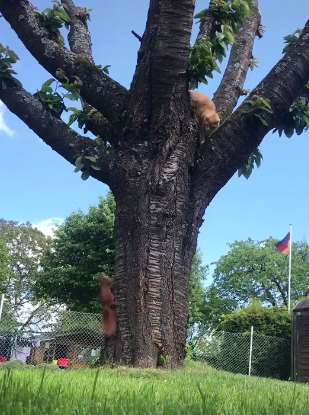 搞笑：当猫咪遇上松鼠，谁的动作更快高下立见！