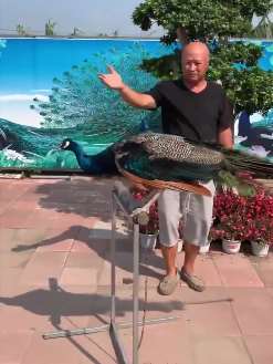 沈阳一男子饲养孔雀可监测地震  地震局上门求帮忙