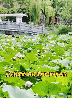 南京莫愁湖公园现并蒂莲