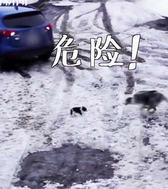 勇敢的边牧在电光火石之间救下可能被主人碾压的吉娃娃