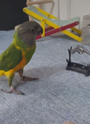 主人让鹦鹉拿枪，鹦鹉却躺着装死！