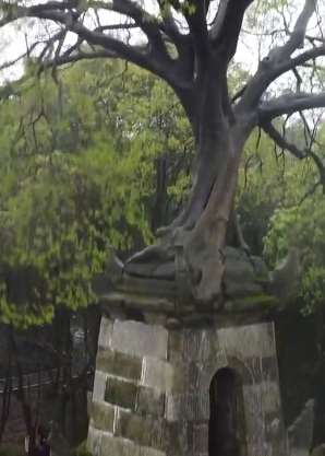 长沙惜字塔上长棵百年古树与塔共生
