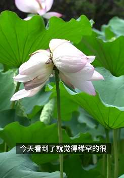 西安植物园并蒂莲盛开 8旬老太专程来打卡
