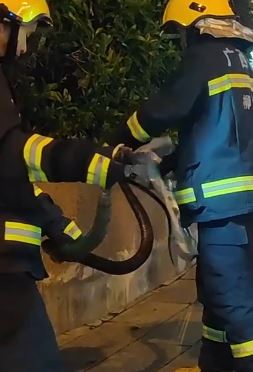 广西融水一条6斤重眼镜蛇藏闹市花圃 消防员捕获后郊外放生