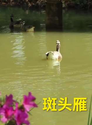 武汉动物园开园 想看动物的小伙伴可过来游玩了