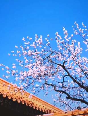 北京最美是故宫，故宫最美是春天！