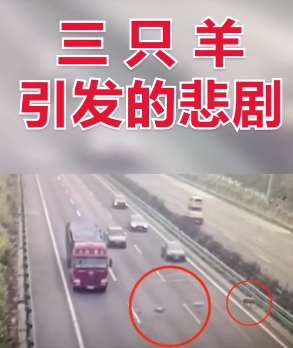 高速上三只羊引发的悲剧