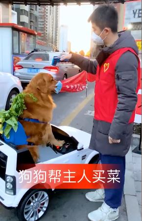 疫期金毛帮主人买菜，狗狗都知道配合体温检测!