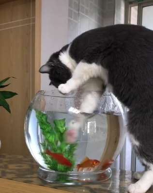 搞笑：可爱的小猫咪想抓条鱼吃，怎奈小鱼们宁死不从！
