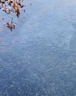 南京玄武湖冰花"绽放" 就像一幅幅浮雕作品