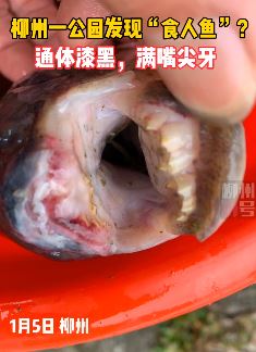 柳州一公园发现"食人鱼" 满嘴尖牙