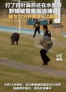 疑横渡长江那只野猪伤人被警察围捕 打4针麻药还能水里游