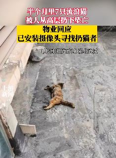流浪猫被人从高层扔下摔死 半个月已有7只