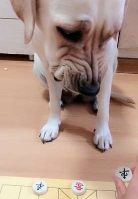 和狗狗下棋：打死也不认输，你敢放我就咬你！