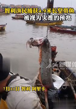 智利渔民捕获一条4.9米长的皇带鱼