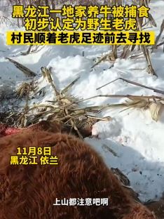 黑龙江依兰一村民养的牛被老虎捕食吃掉