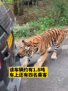 印度一公园内老虎连人带车一起拖走