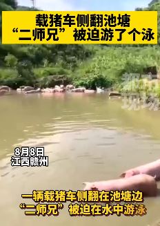 赣州一运猪大货车坠入池塘