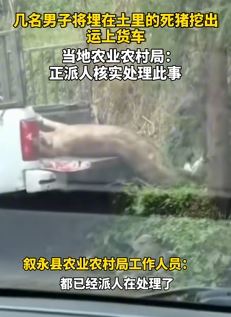 四川叙永县多名男子将被埋死猪运上货车 当地回应正在核实
