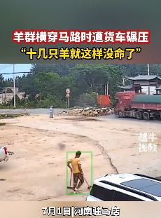 羊群横穿马路遭大货车碾压 瞬间10几只羊丢了命