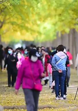 北京钓鱼台银杏大道赏秋景正当时
