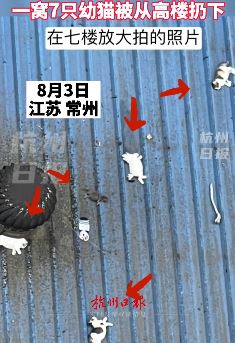 女子与前男友分手后遭扔猫报复