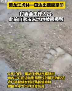 黑龙江虎林一田边出现熊掌印 当地村委会提醒减少独自外出
