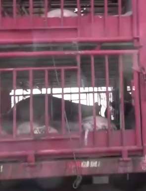 货车高速遇事故 百头生猪中暑口吐白沫消防来帮忙