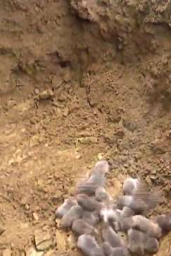 禁野令下近6000公斤竹鼠蛇类被填埋