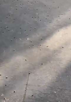 地震对昆虫会产生影响？研究表明确实如此！