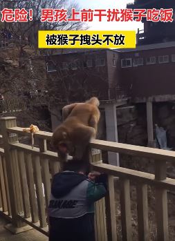 男孩上前干扰猴子吃饭被拽头不放