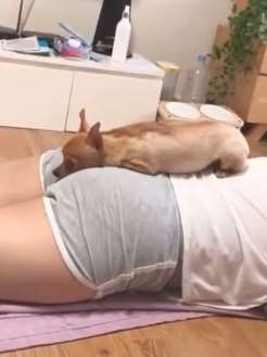 狗狗爬主人屁股上玩，突然听到噗嗤一声立马抬起头！