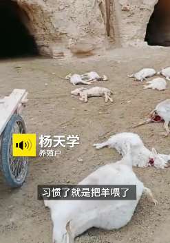 宁夏一养殖户50多只羊遭一群野狗咬死