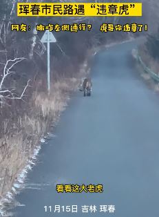 男子上班偶遇东北虎