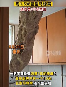 闲置1年房屋惊现1.5米马蜂窝 消防员：十分罕见