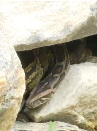 云南一高速公路施工现场发现条巨蟒，体重达10余公斤！