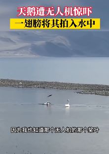 新疆一景区无人机近距离拍摄天鹅被拍进湖里