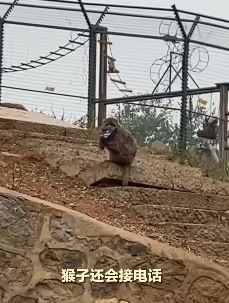 女子逛动物园手机掉落被猴捡到拿着玩