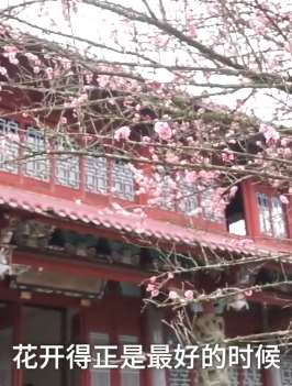 福州林阳寺红白梅花齐放游客纷至打卡