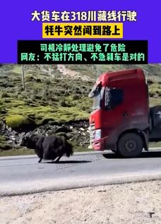 大货车318川藏线险些撞上牦牛