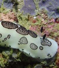 知道这是什么吗？海兔一种雌雄同体的生物！