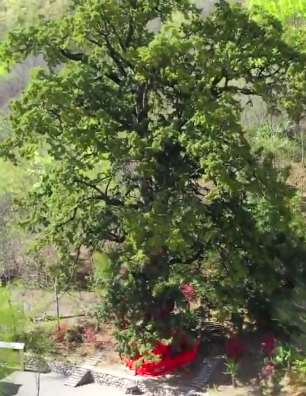 重庆城口有一千年古树  直径约3米十人才能抱住