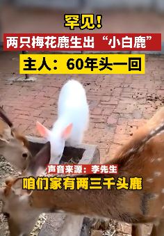 吉林一男子家的2只梅花鹿生出"小白鹿"