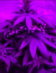 北京一戏剧导演在家种大麻被拘