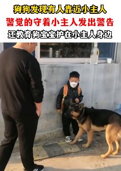 狗子护主呵退陌生人 这样聪明的狗狗谁不爱