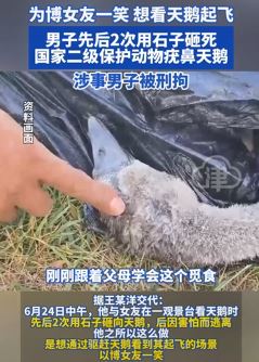 男子为搏女友一笑用石头砸死疣鼻天鹅被刑拘