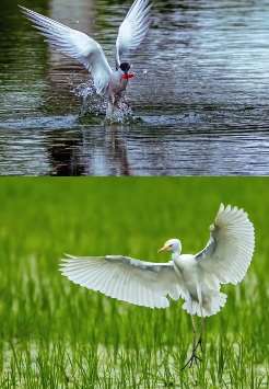 西安一8岁男孩常跟姥爷玩爱上拍鸟 拍出很多精美作品