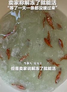 女子网购金鱼到货成冰块 卖家：解冻就能活过来